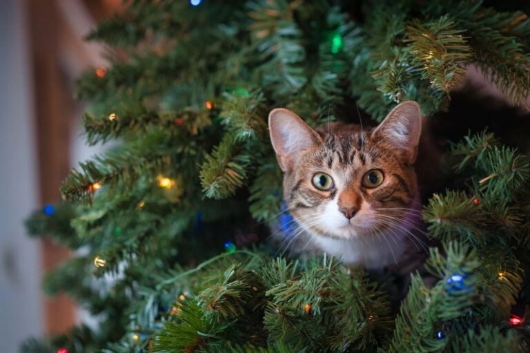 Get Ready for the Holidays: Benefits of Investing in a Real Christmas Tree